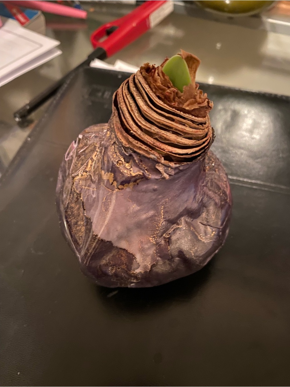 Waxed amaryllis bulb - post bloom